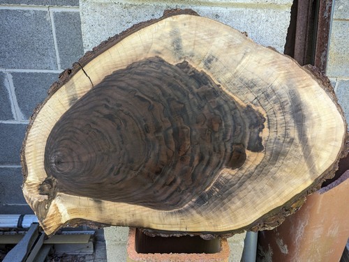 Black walnut wood - edge), (wood